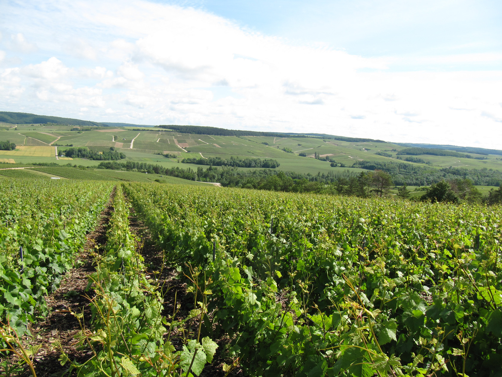 De wijngaarden van de Côte des Bar. Het terroir van Champagne Deheurles