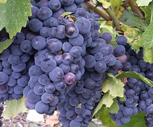 Wijngaarden Deheurles