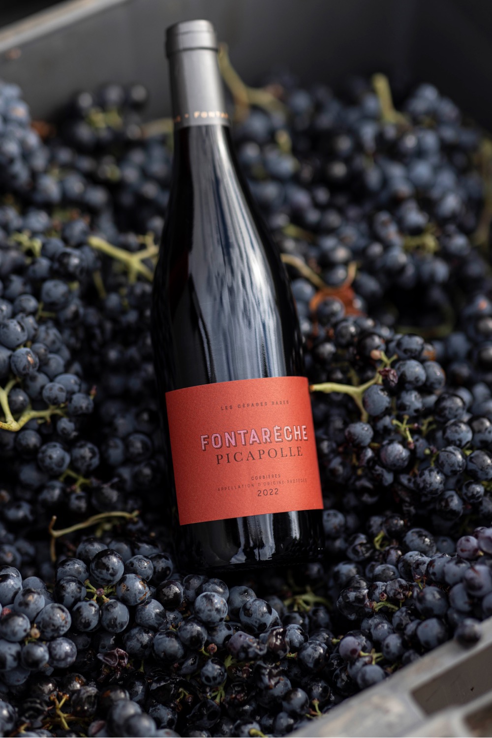 Handmatige oogst van druiven in de Corbières