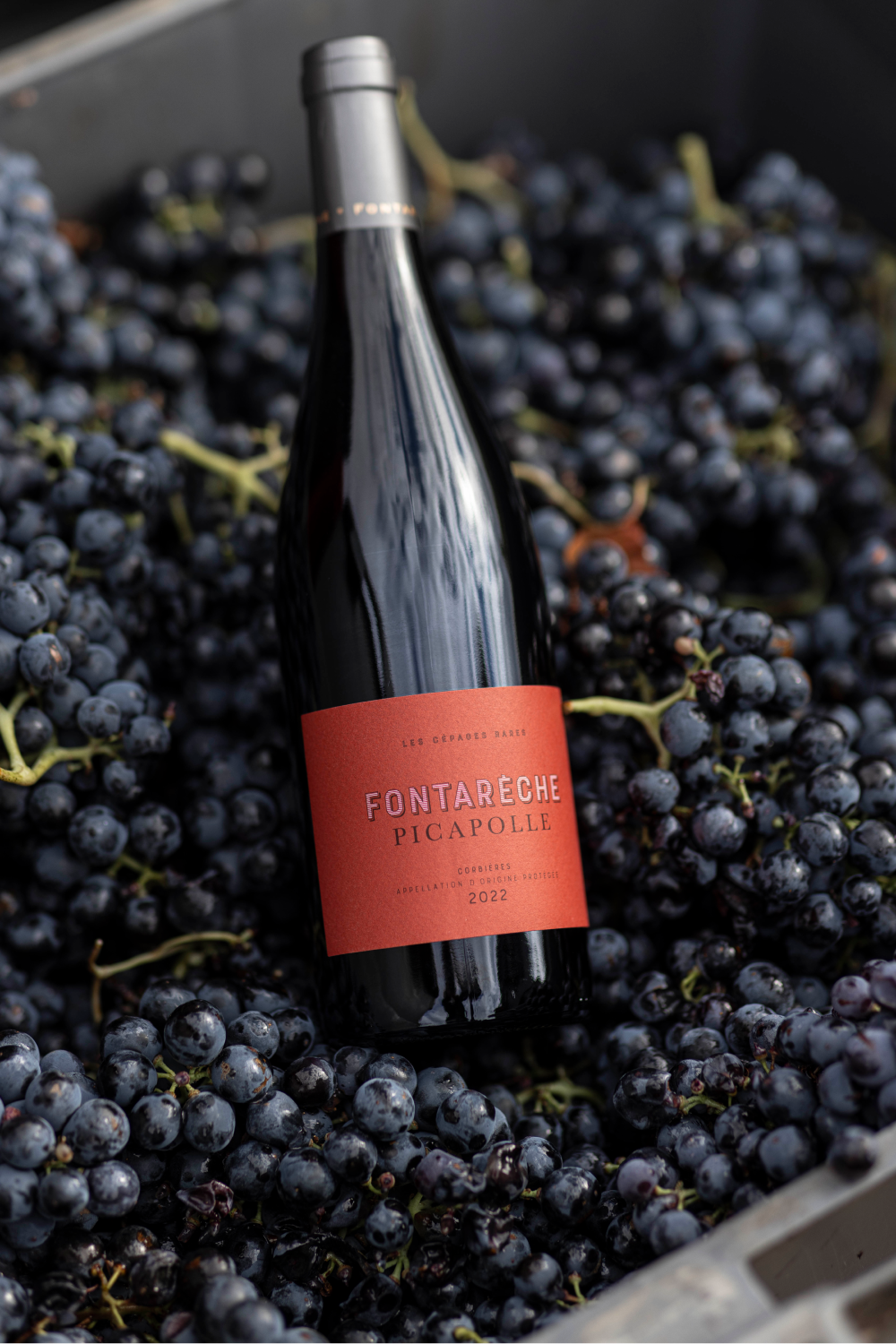 Druivenoogst bij Chateau Fontareche