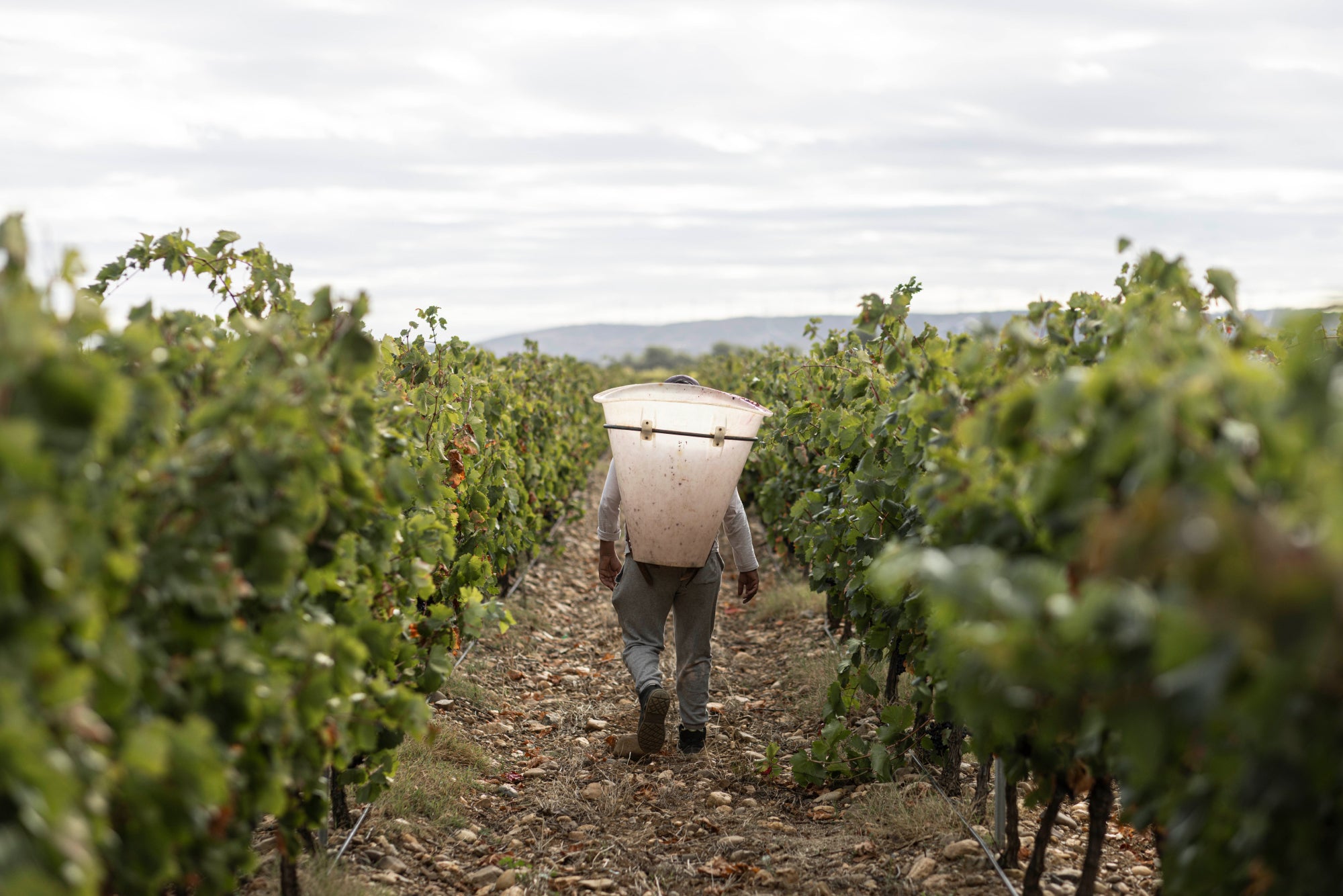 Vendanges bij Château Fontarèche. Druiven klaar voor de persing