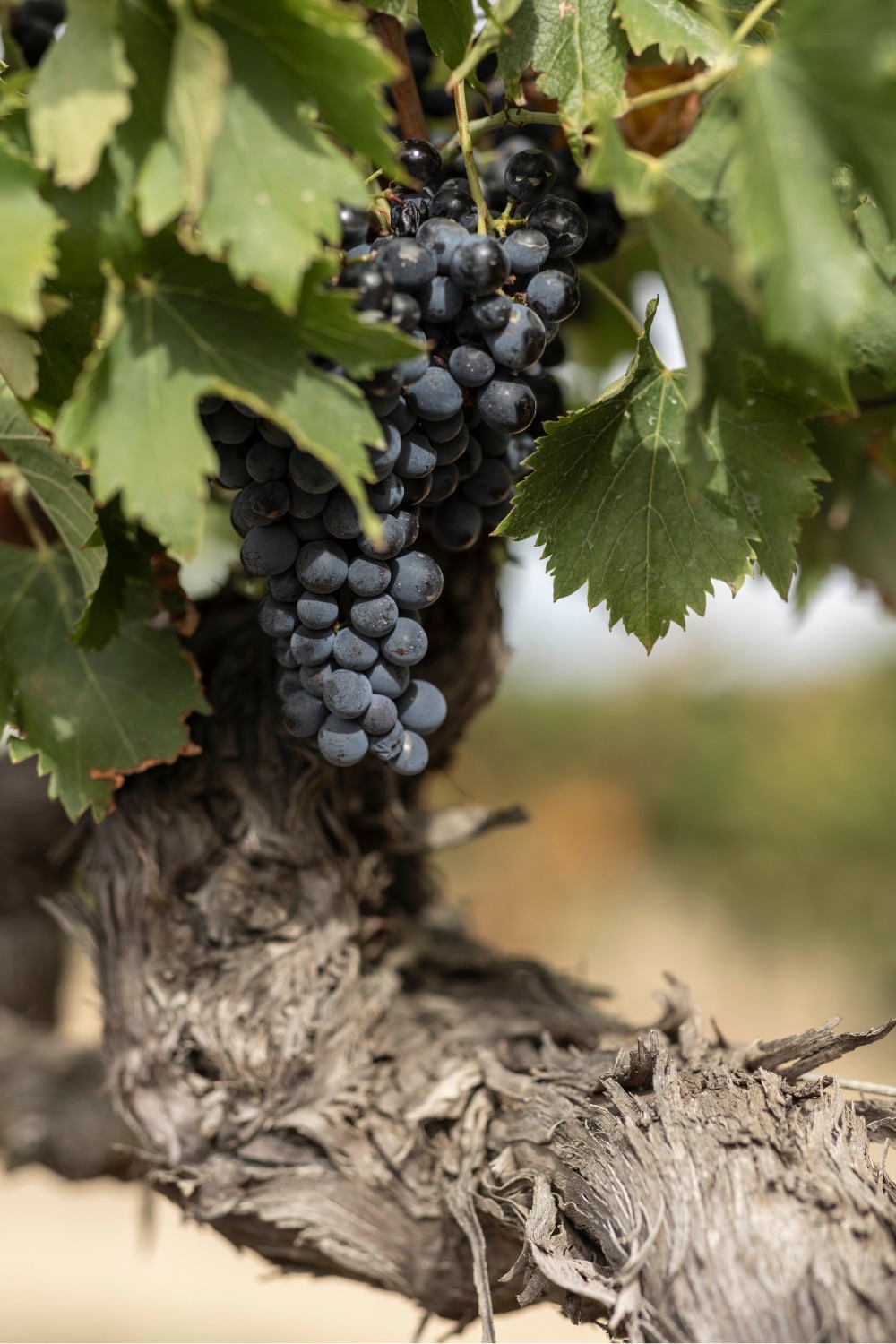 Rijpe druiven aan oude wijnstokken bij Château Fontarèche